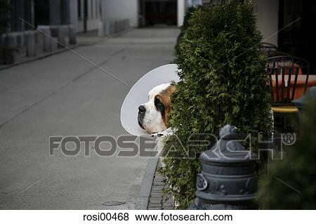 zermatt, Switzerland, dog, Ill, hurt, road, street View Large Photo Image Stock Photo - zermatt, Switzerland, dog, Ill, hurt, road, street. Fotosearch