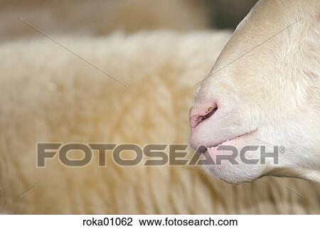 zoo, detail, vivarium, portrait, pelt, farm, animals View Large Photo Image Stock Image - zoo, detail, vivarium, portrait, pelt, farm, animals. Fotosearch