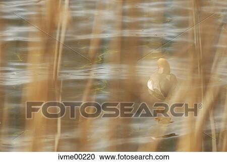aquatic, lake, waters, avoidance, water, banks, air track View Large Photo Image Stock Image - aquatic, lake, waters, avoidance, water, banks, air track. Fotosearch