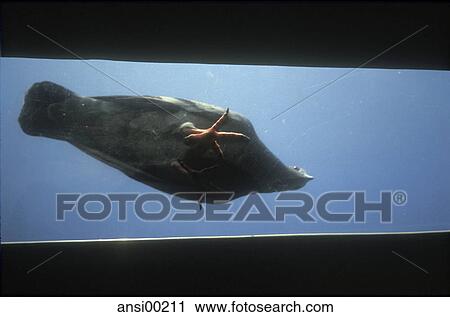 Stock Image - banner, animal, from bottom, bird, domestic pigeon, feet. Fotosearch