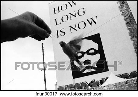 Berlin, art, city, hand, how long is now, wisdoms, bird View Large Photo Image Stock Photo - Berlin, art, city, hand, how long is now, wisdoms, bird. Fotosearch