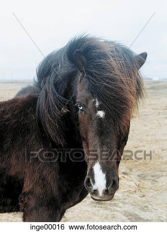 Stock Photograph - blue eyes, Icelandic horse, horse, pony, albino, mane, bold. Fotosearch