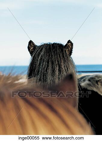 blue sky, Icelandic horse, brimilsvellir, ponies, iceland horses, horse, horses View Large Photo Image Stock Photography - blue sky, Icelandic horse, brimilsvellir, ponies, iceland horses, horse, horses. Fotosearch