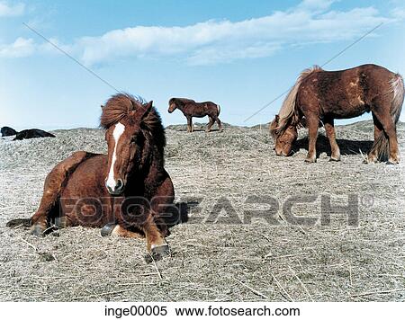 Stock Photography - blue sky, Icelandic horse, Ólafsvìk, ponies, iceland horses, horse, horses. Fotosearch