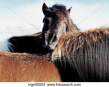 Brimilsvellir アイスランド語 馬 馬 たてがみ ポニー アイスランド 馬 馬 馬 ストックイメージ Inge Fotosearch