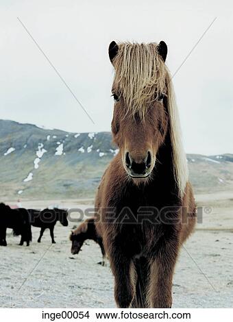 brimilsvellir, Icelandic horse, ponies, iceland horses, horse, horses, pony View Large Photo Image Picture - brimilsvellir, Icelandic horse, ponies, iceland horses, horse, horses, pony. Fotosearch