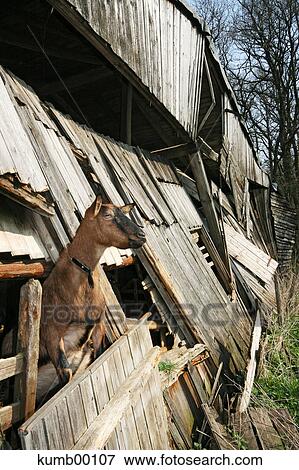 Stock Photo - building, buildings, house, wooden house, cattle shed, goat, pet. Fotosearch