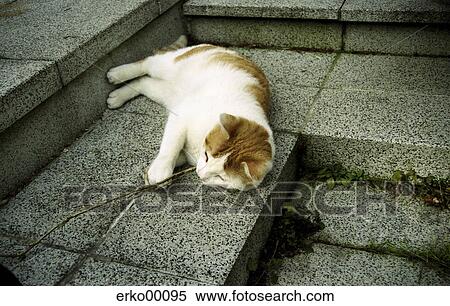 cat, cats, spotted, play, romp, sweet View Large Photo Image Stock Photography - cat, cats, spotted, play, romp, sweet. Fotosearch