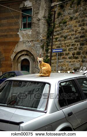 Stock Photography - cat, pelt, yawn, car, animal, animals, Trieste. Fotosearch