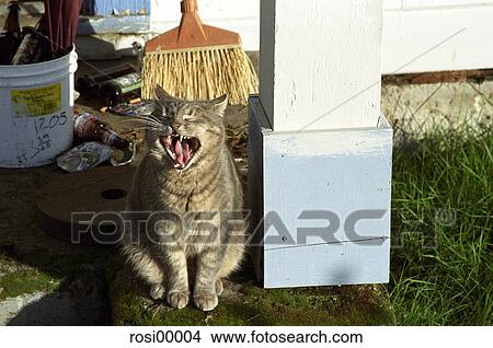 cat, striped, lazy, yawn, funny, pet, animal View Large Photo Image Picture - cat, striped, lazy, yawn, funny, pet, animal. Fotosearch