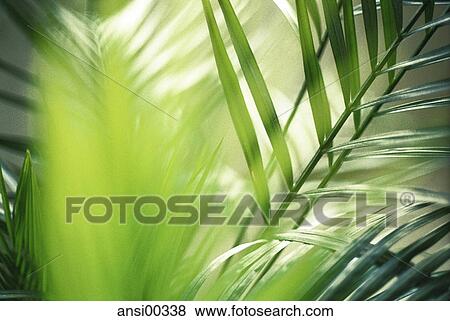 chlorophyll, CLOSE UP, spring awakening, feral, yellow, green, bright View Large Photo Image Stock Photo - chlorophyll, CLOSE UP, spring awakening, feral, yellow, green, bright. Fotosearch