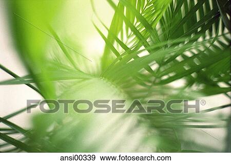 Stock Photo - chlorophyll, CLOSE UP, spring awakening, feral, yellow, green, bright. Fotosearch