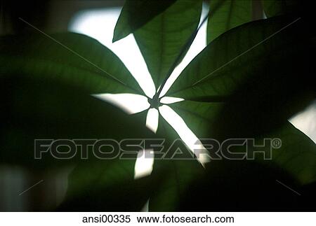 Stock Photography - chlorophyll, green, CLOSE UP, detail, spring awakening, dark, bright. Fotosearch