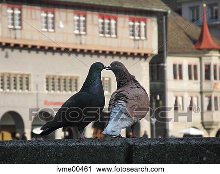courtship behavior, dating, pigeon pest, lovebirds, Zurich, city View Large Photo Image Stock Image - courtship behavior, dating, pigeon pest, lovebirds, Zurich, city. Fotosearch