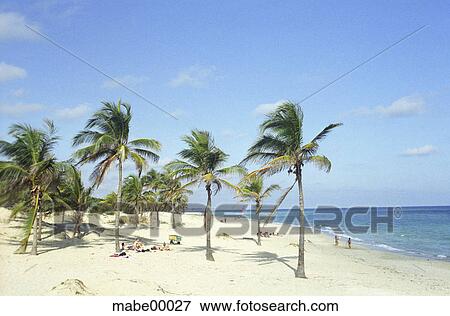 Cuba, beach, palms, palm beach, sea, holidays, vacation View Large Photo Image Stock Photo - Cuba, beach, palms, palm beach, sea, holidays, vacation. Fotosearch