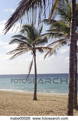 Cuba, beach, palms, palm beach, havanna, sea, holidays View Large Photo Image Stock Photograph - Cuba, beach, palms, palm beach, havanna, sea, holidays. Fotosearch
