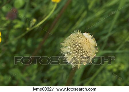 dandelion, flora, grass, allocation, wet, cold, grey View Large Photo Image Stock Photo - dandelion, flora, grass, allocation, wet, cold, grey. Fotosearch