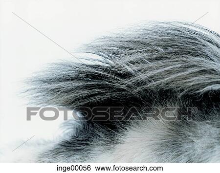 dapple gray, Icelandic horse, brimilsvellir, ponies, iceland horses, horse, horses View Large Photo Image Stock Photograph - dapple gray, Icelandic horse, brimilsvellir, ponies, iceland horses, horse, horses. Fotosearch