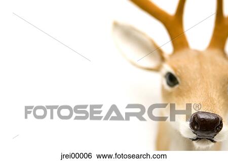Stock Photograph - deer, pelt, antlers, antler, nose, ear, animal. Fotosearch