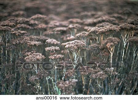 Stock Photograph - detail, outdoor shot, park, sad, winter, outside, moor. Fotosearch