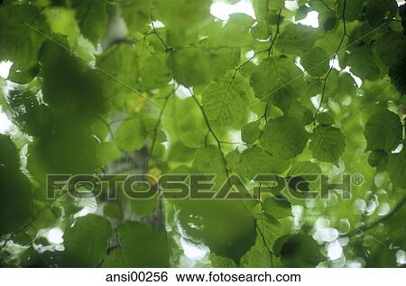 detail, paint, green, dainty, spring View Large Photo Image Stock Photograph - detail, paint, green, dainty, spring. Fotosearch
