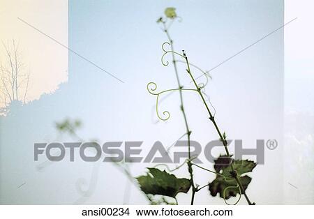 Picture - detail, Tribe, wine, vine, grape vine, wine leaf, leaf. Fotosearch