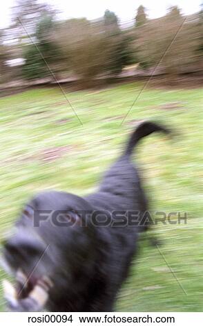 Picture - dog, black skin, aggressive, dogs, motion blur, pet, animal. Fotosearch