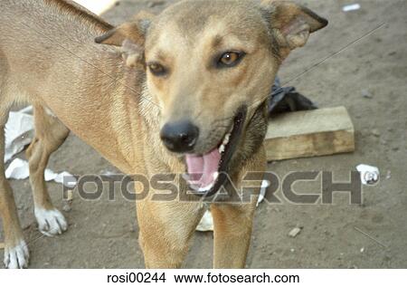 Picture - dog, waste, blurred, ears, eyes, tongue, dirt. Fotosearch