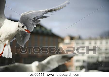 doves, bird, birds, fly, flying, flies View Large Photo Image Stock Image - doves, bird, birds, fly, flying, flies. Fotosearch