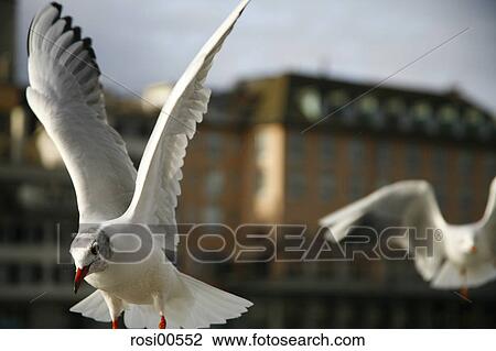 doves, bird, birds, fly, flying, flies View Large Photo Image Stock Image - doves, bird, birds, fly, flying, flies. Fotosearch