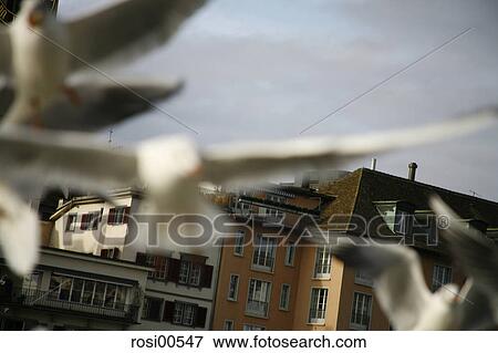 doves, bird, birds, fly, flying, flies View Large Photo Image Stock Photo - doves, bird, birds, fly, flying, flies. Fotosearch