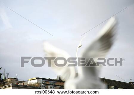 doves, bird, birds, fly, flying, flies View Large Photo Image Stock Photo - doves, bird, birds, fly, flying, flies. Fotosearch