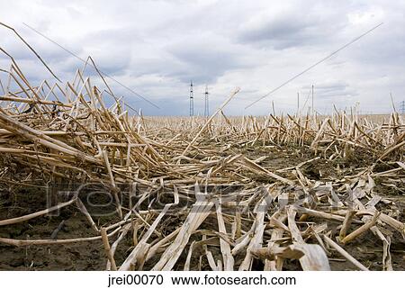 Earth, harvest, harvested, field, straw, grain, wheat View Large Photo Image Stock Image - Earth, harvest, harvested, field, straw, grain, wheat. Fotosearch