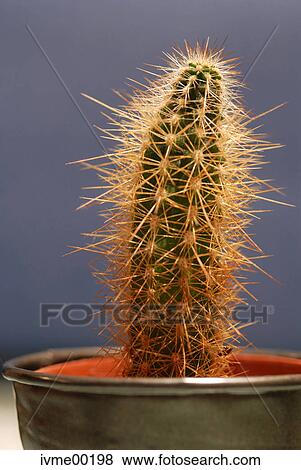 Stock Photo - Earth, hass, cacti, macro, close-up, high, tall. Fotosearch