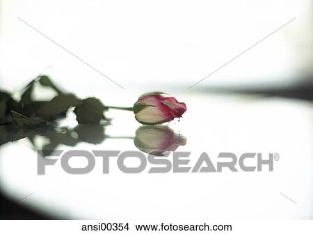 Emotion, redly, spring awakening, still life, red, ruddy View Large Photo Image Picture - Emotion, redly, spring awakening, still life, red, ruddy. Fotosearch