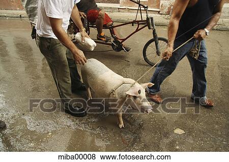 evacuation, pig, road, street, humans, human, bicycle View Large Photo Image Stock Photo - evacuation, pig, road, street, humans, human, bicycle. Fotosearch