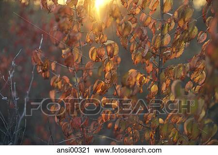 Stock Image - fall, press, CLOSE UP, affair, end of life, park, spell. Fotosearch