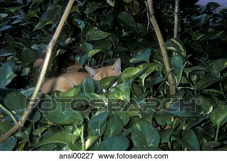 Stock Photo - feral, cat, bold, ears, fox, ferocious, animal. Fotosearch