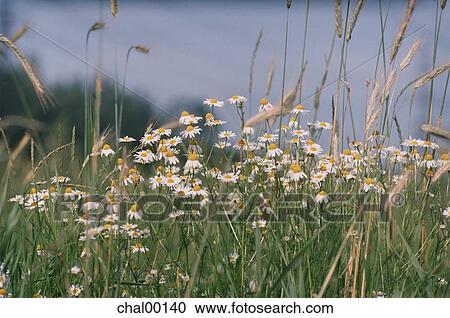 field, camomiles, summer, enjoyment, feeling, latvia, july View Large Photo Image Stock Image - field, camomiles, summer, enjoyment, feeling, latvia, july. Fotosearch