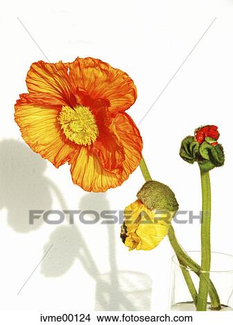 flora, poppy, corn poppy, vase, background, water, waters View Large Photo Image Picture - flora, poppy, corn poppy, vase, background, water, waters. Fotosearch