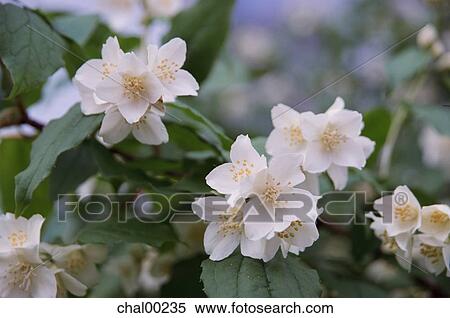 flowers, plant, garden, nature, blossom, blossoming, white View Large Photo Image Stock Photography - flowers, plant, garden, nature, blossom, blossoming, white. Fotosearch