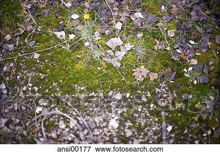 fresh, detail, grass, base, Moss, green, moss View Large Photo Image Stock Photo - fresh, detail, grass, base, Moss, green, moss. Fotosearch