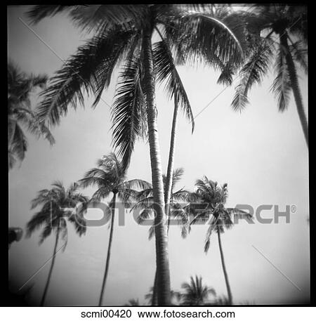 from bottom, holidays, vacation, Thailand, palms, trees, palm View Large Photo Image Stock Image - from bottom, holidays, vacation, Thailand, palms, trees, palm. Fotosearch