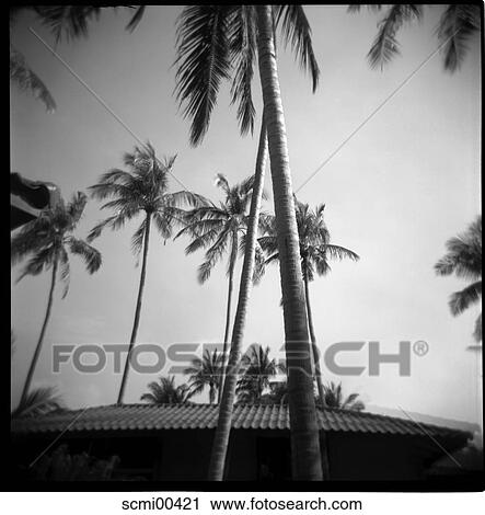from bottom, holidays, vacation, Thailand, palms, trees, palm View Large Photo Image Stock Image - from bottom, holidays, vacation, Thailand, palms, trees, palm. Fotosearch