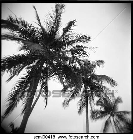 from bottom, holidays, vacation, Thailand, palms, trees, palm View Large Photo Image Stock Photo - from bottom, holidays, vacation, Thailand, palms, trees, palm. Fotosearch