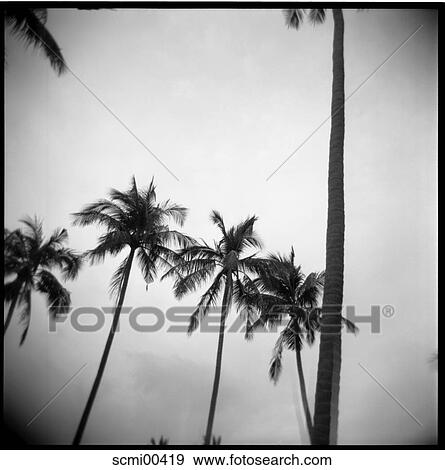 from bottom, holidays, vacation, Thailand, palms, trees, palm View Large Photo Image Stock Photo - from bottom, holidays, vacation, Thailand, palms, trees, palm. Fotosearch