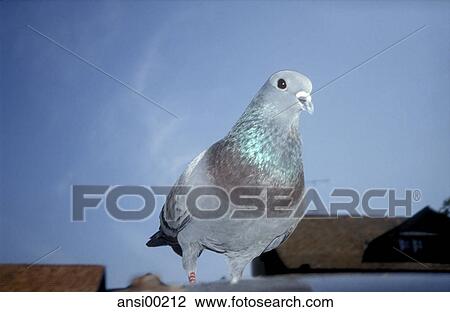 Stock Image - frontal, animal, bird, domestic pigeon, head, button eyes. Fotosearch