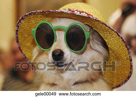 fun, stunt, sunglasses, sun glasses, dog, circus, animal View Large Photo Image Stock Photo - fun, stunt, sunglasses, sun glasses, dog, circus, animal. Fotosearch