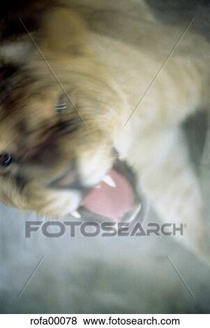 fur, coat, skin, game, quarry, animal, lioness View Large Photo Image Stock Photo - fur, coat, skin, game, quarry, animal, lioness. Fotosearch