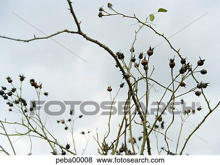 Stock Photo - grey sky, winter, nature, detail, plant, plants, structures. Fotosearch